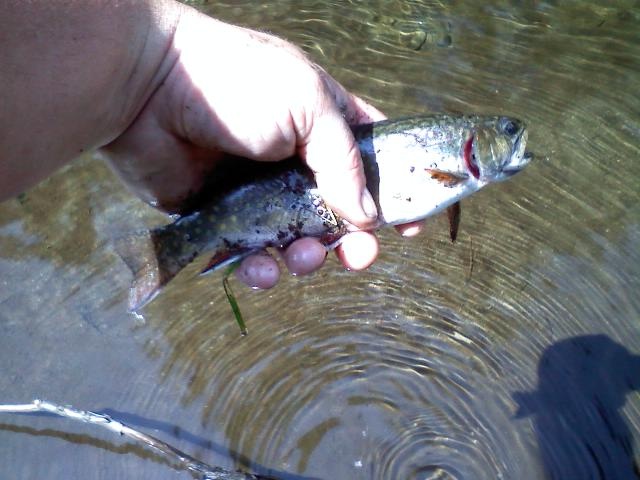 rainbow trout near Erving's Location