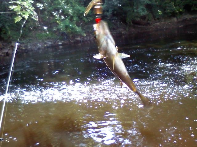 Bedford fishing photo 1