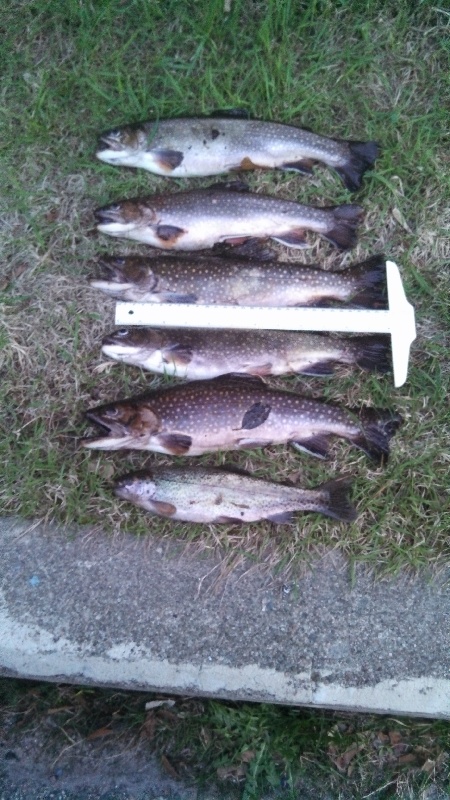 Success fishing photo 0