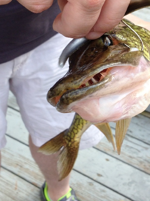 Pickerel near Epsom