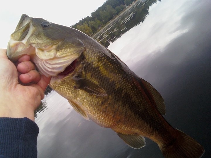 4 lb. lmb near Hollis