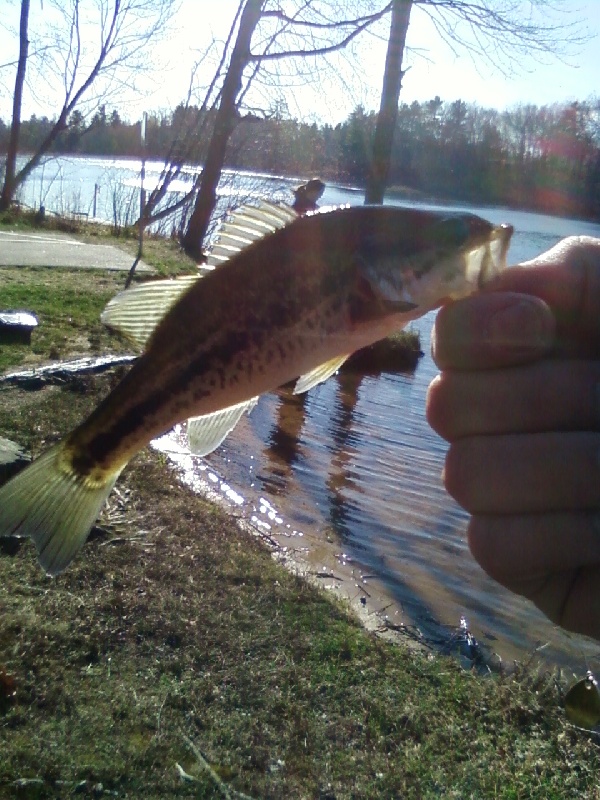 Fish Stick... near Nashua