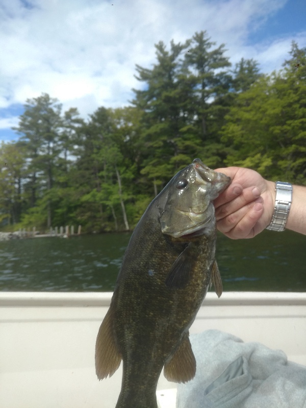 Winnipesaukee smallmouths near Gilford