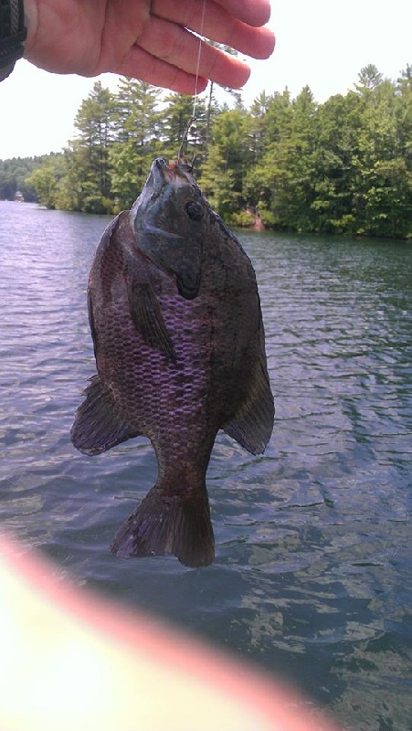 slabside bluegills and white perch