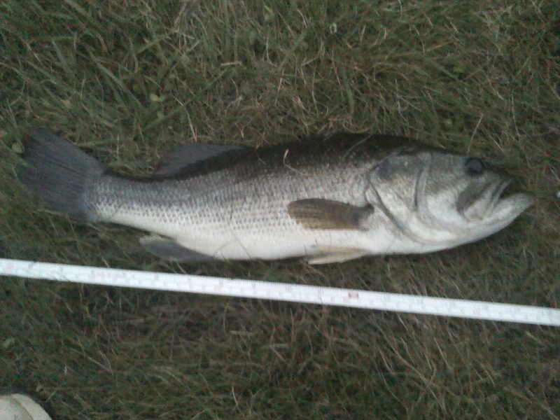 Largemotuh 2 near Gilmanton