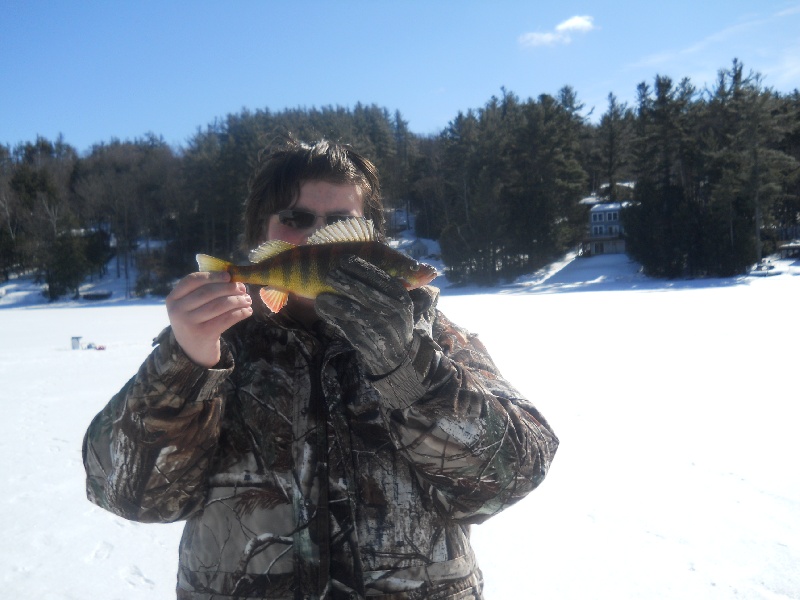 The perch dwellers from below! near Gilmanton