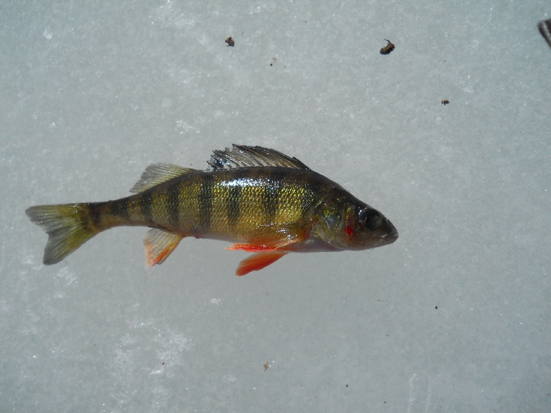 First fish near Gilmanton