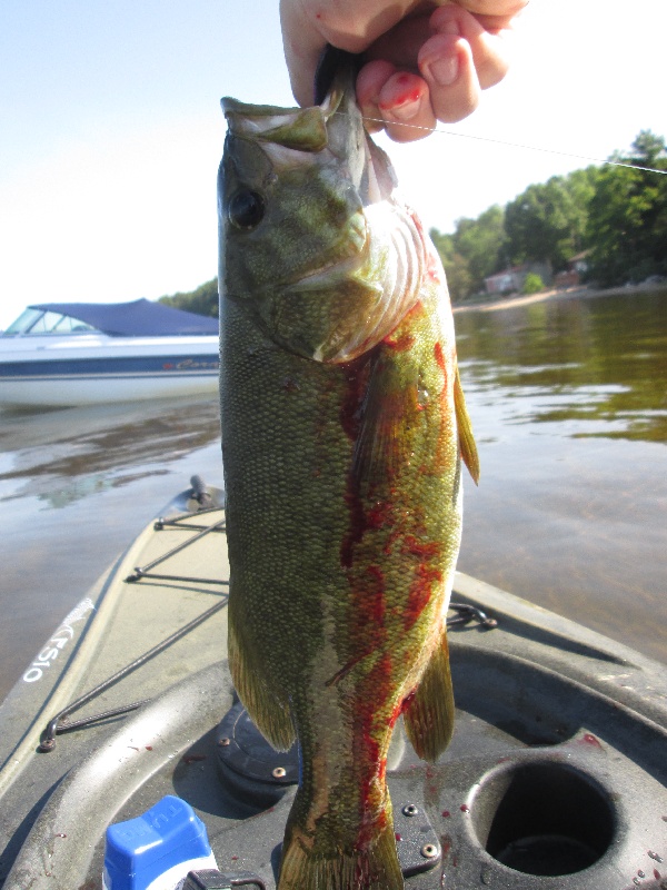 Smallmouth! near Freedom