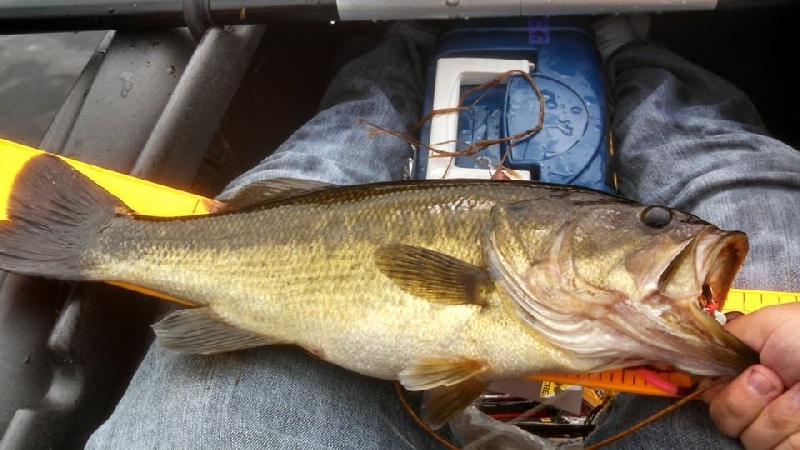 Shellcamp Bass near Loudon