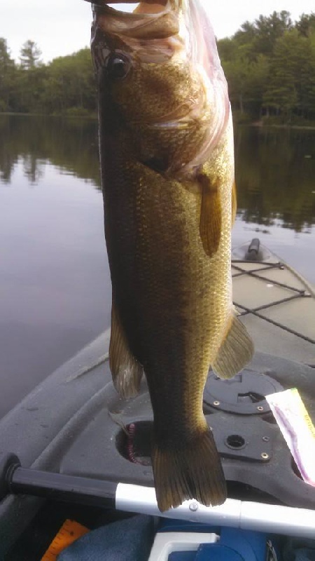 Other Shellcamp Bass near Loudon