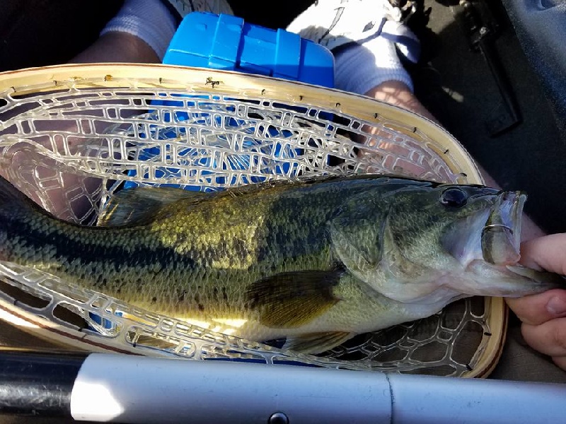 First Largemouth