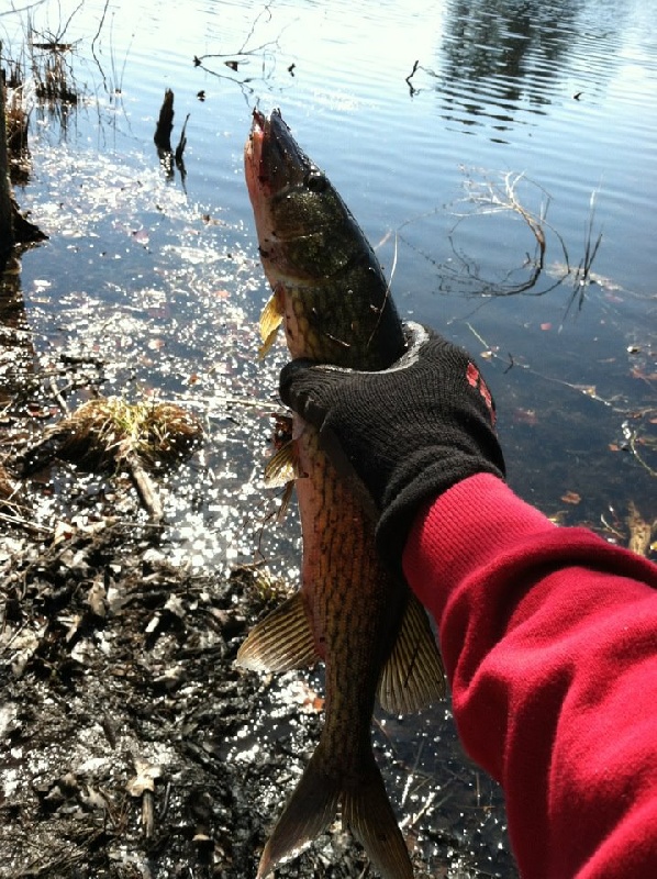 Pickerel near Hudson