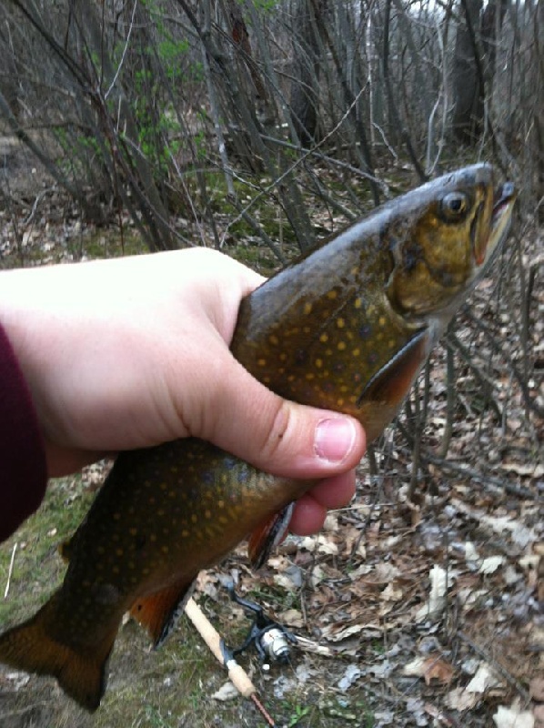 Brookies near Salem