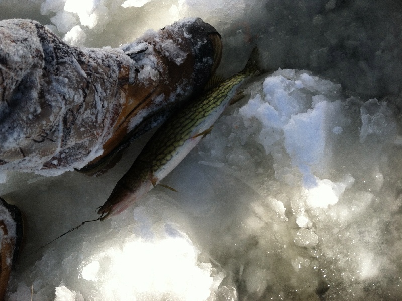 Arlington Pond Ice Fishing