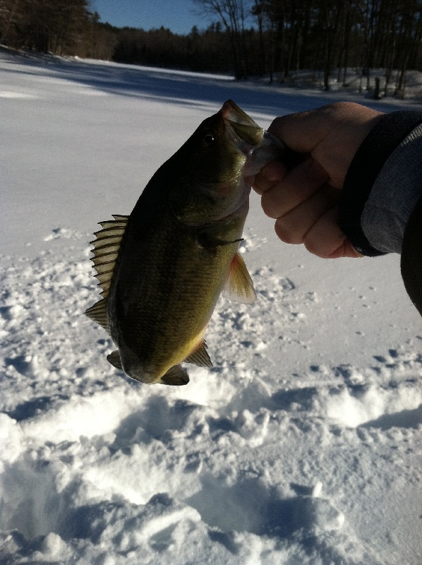 Arlington Pond Ice Fishing