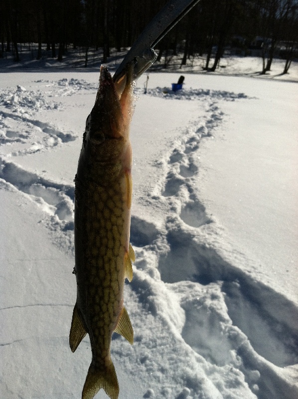 Arlington Pond Ice fishing