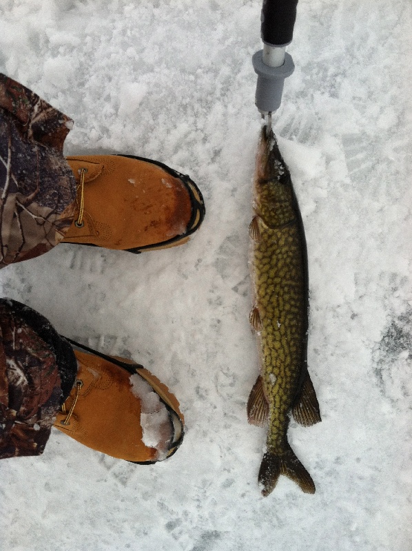 Beaver Lake Pickerel