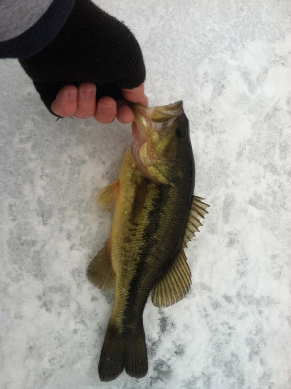 Bass through the ice