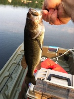 Robinson Pond - June 23rd - Early AM