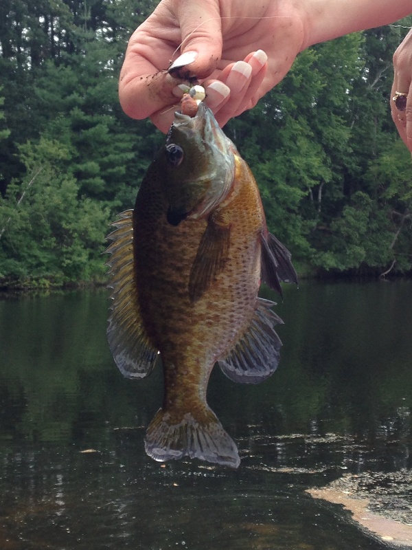 A wee punkinseed fishy near Nashua