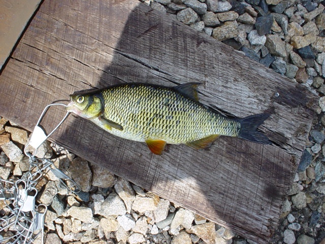 golden shiner near Middleton