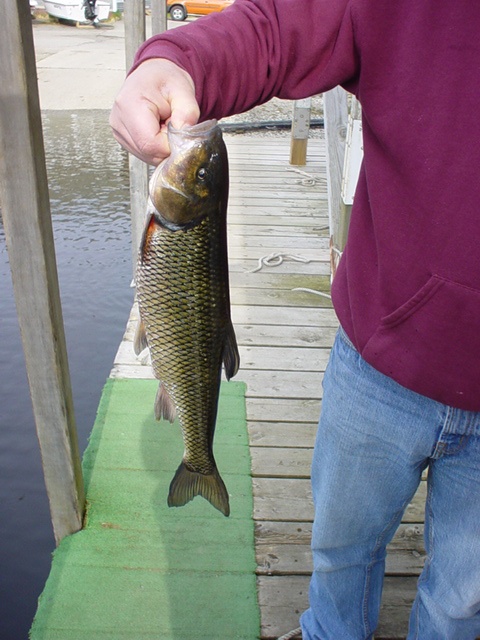 unknown fish near Alton