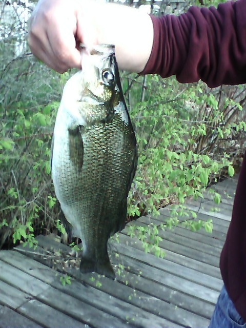 white perch near Alton