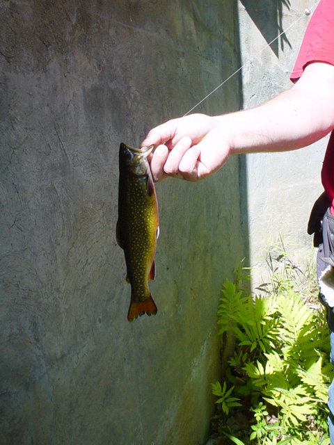 brook trout near Middleton