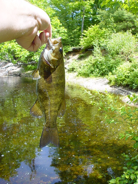 Fishing near Milton in Strafford County, New Hampshire - NH Fish