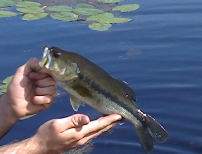 Largemouth only