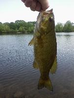 bow boat launch merrimack river Fishing Report