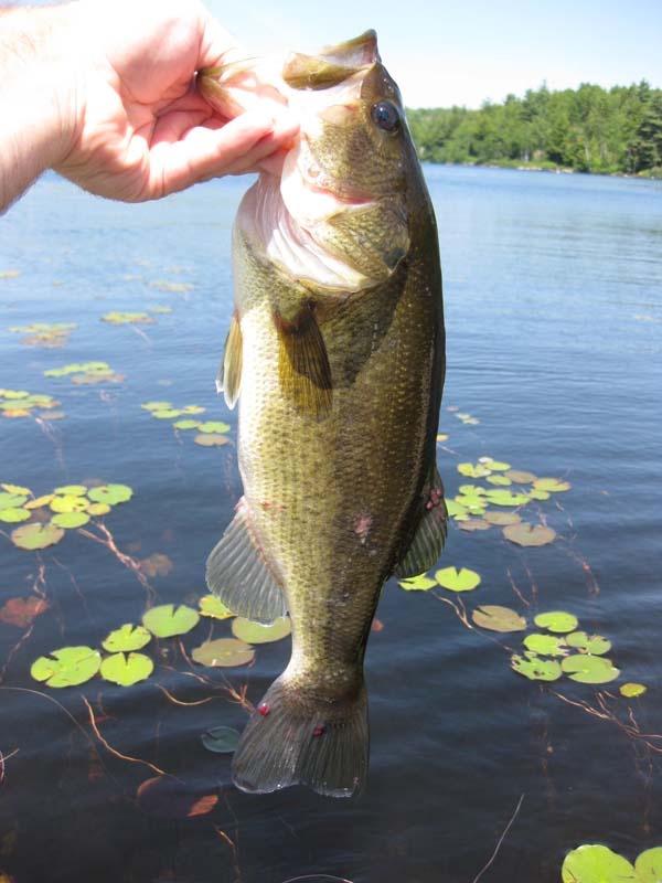 Biggest of the weekend near Antrim