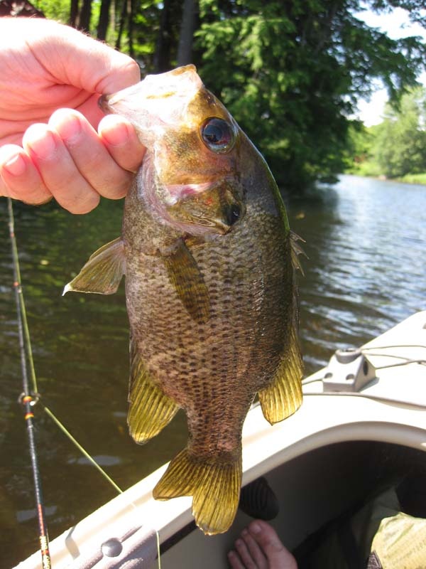 Rock Bass near Nelson