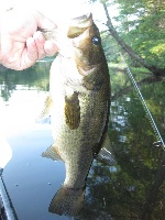 Fishin' NH Fishing Report
